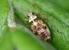 Rhabdomiris striatellus